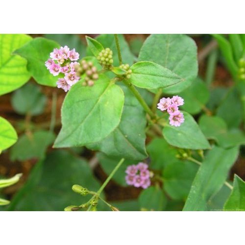 Top Punarnava Capsules and Tablets Brands in India